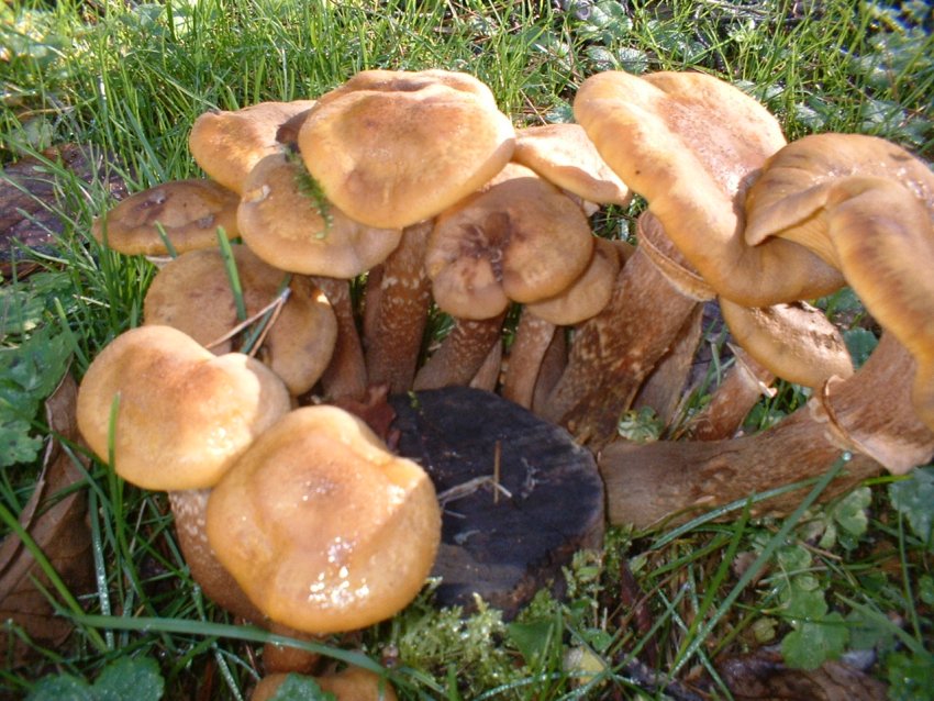 ultimi della stagione